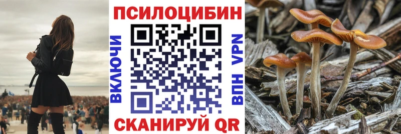купить закладку  Онега  Псилоцибиновые грибы мицелий 